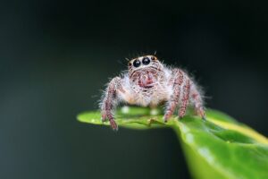 Подробнее о статье Почему нельзя убивать пауков: приметы и предрассудки о пауках